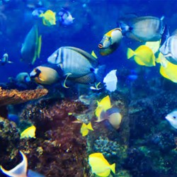 Ever Tried Tropical Fishes In Your Tank?
